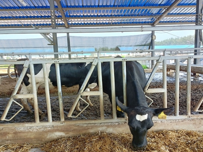 牛頸夾助力現(xiàn)代化牧場效率提升